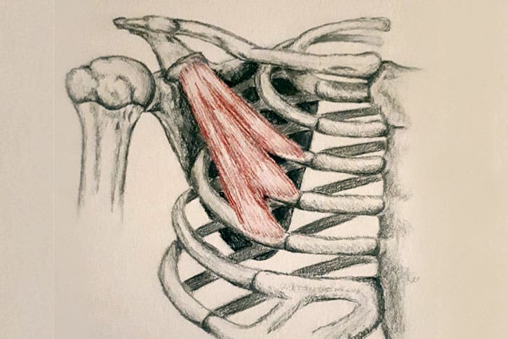 pectoralis