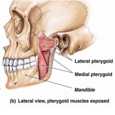 pterygoids-image