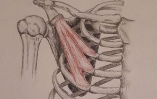 pectoralis-muscles