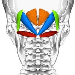 capitis-muscles