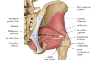 obdurator-internus-diagram
