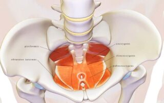 pelvic-floor-diagram
