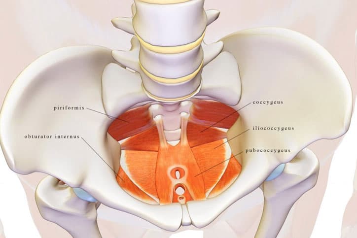 pelvic-floor-diagram