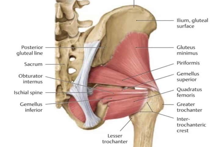 obdurator-internus-diagram